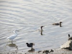 Red-breasted Mergansers and Snowy Egret cooperatively hunting