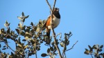 Spotted Towhee, Mission Trails Regional Park
