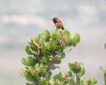 Allen's Hummingbird, San Elijo Lagoon