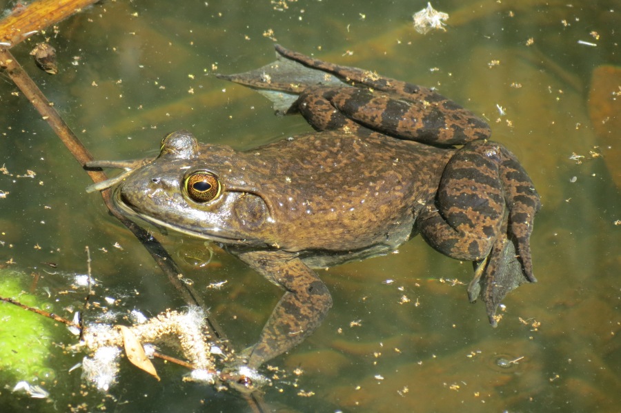 Bullfrog, Mission Trails Regional Park