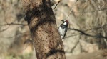 Acorn Woodpecker, Laguna Mountains