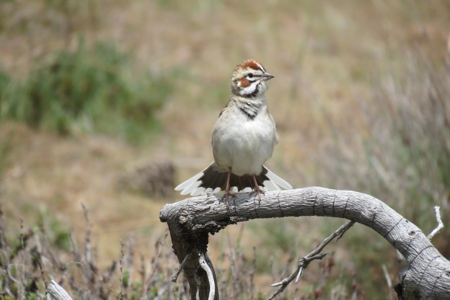 Lark Sparrow, Mount Laguna